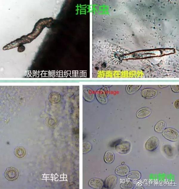 常见的几种寄生虫:车轮虫,指环虫,斜管虫,小瓜虫,孢子虫,锚头鳋等是