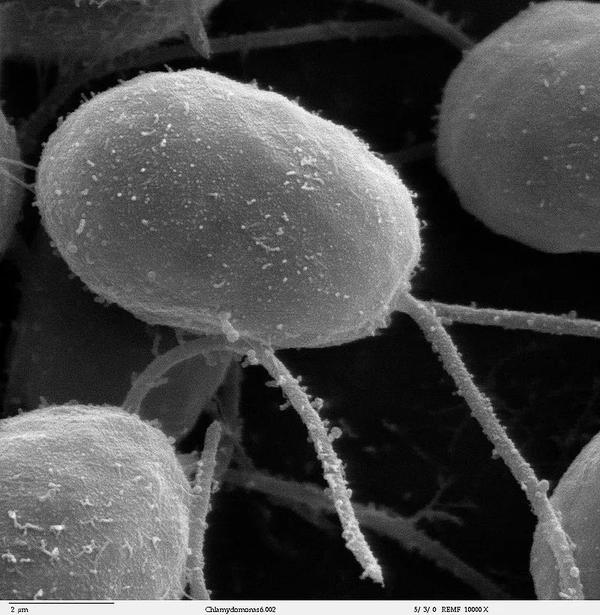 衣藻属鞭毛的扫描式电子显微镜图像 (10000×)