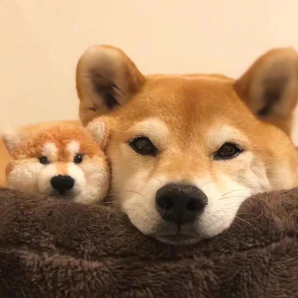 有哪些超级可爱的柴犬的表情包?