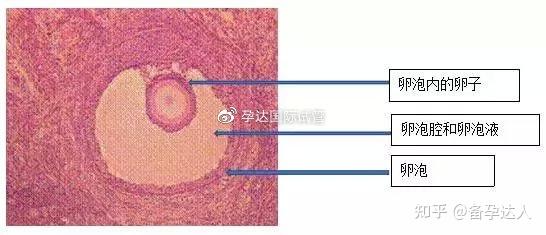 发育中的卵泡逐渐形成一个半月形的腔,称为卵泡腔,腔内充满卵泡液.