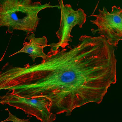 在细胞生物学实验中,我们可以用它来做微丝的荧光标记