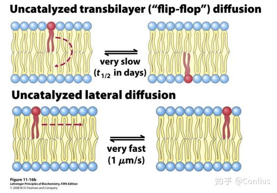 磷脂分子的翻滚运动的作用