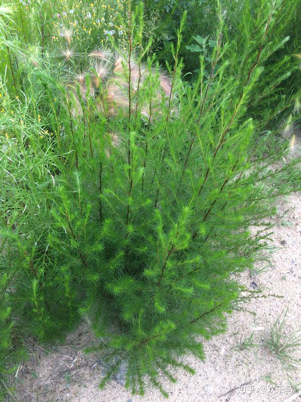 大庆野地植物22茵陈蒿