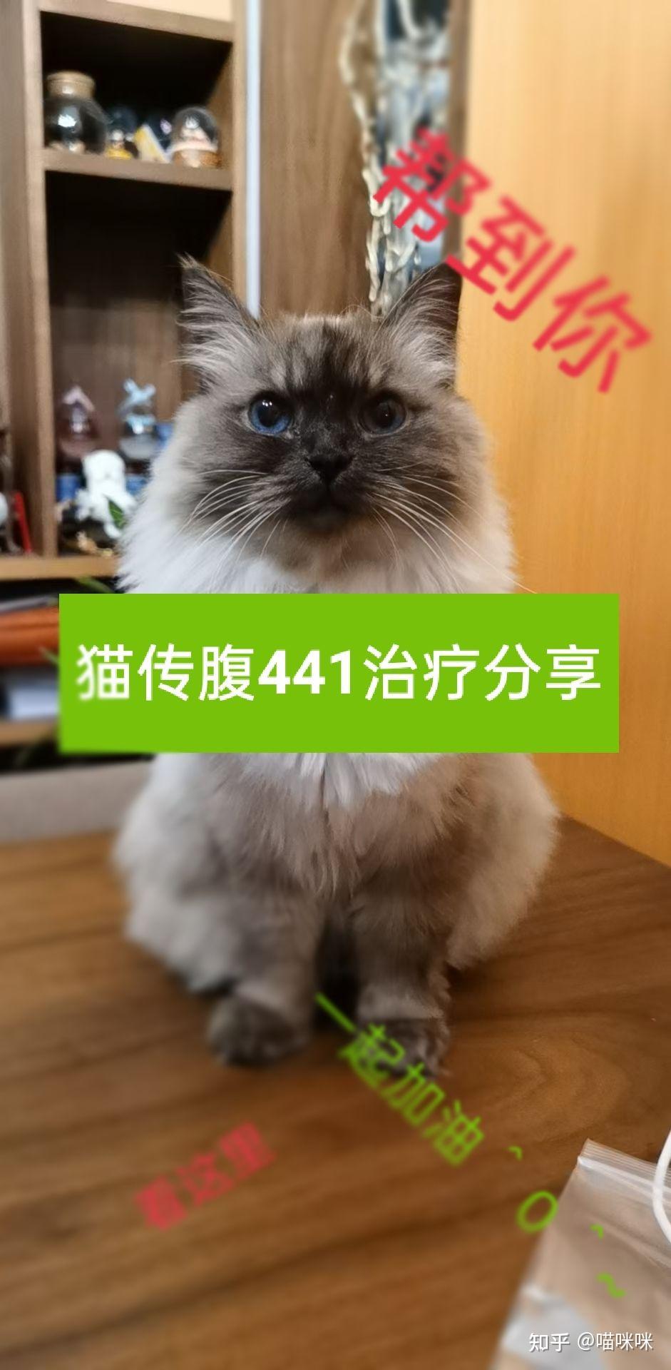 猫传腹441治疗分享(亲身经历)