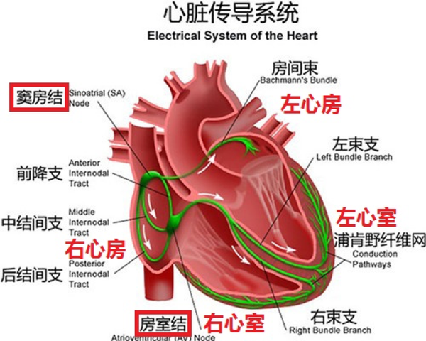 首先我们先要明白心脏是怎样正常工作的.