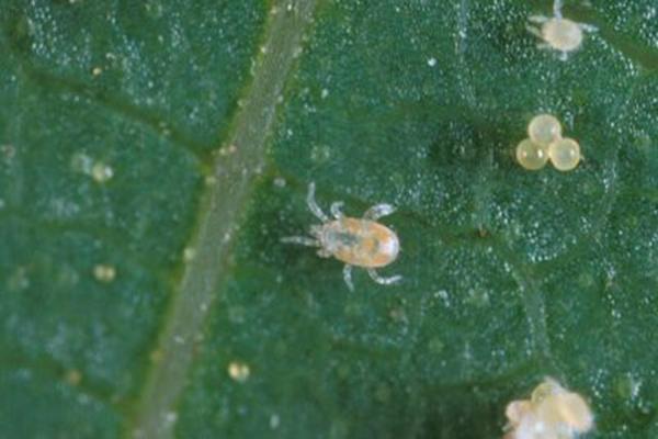 【种菜教授】病虫害防治:彻底灭杀红蜘蛛虫害的4个