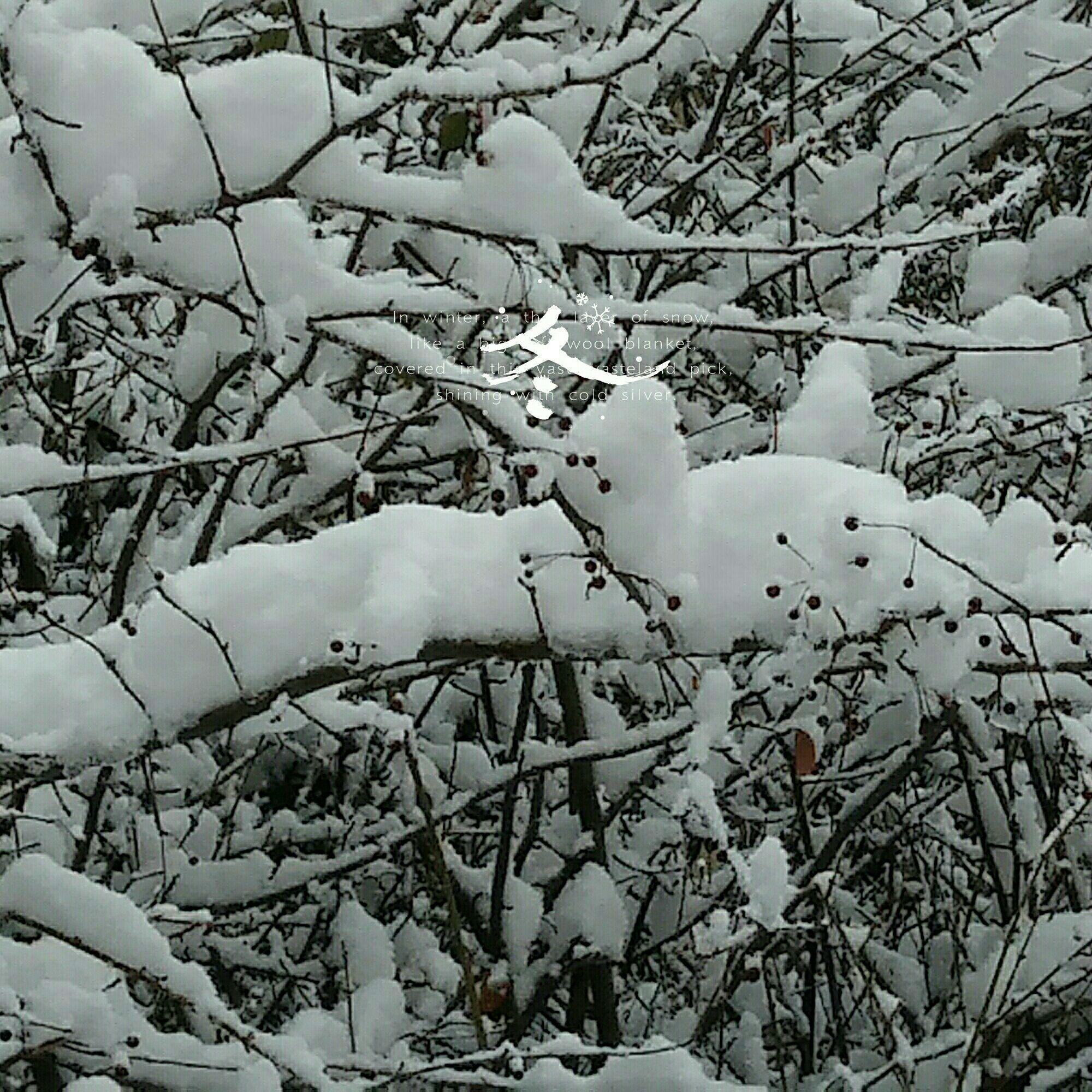 昨夜, 风雪交加. 大树之干不堪其负, 断枝叶. 今日, 风和日丽.