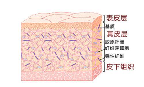 1,皮肤由表皮,真皮和皮下组织构成,表皮是皮肤最外面的一层,平均憾热