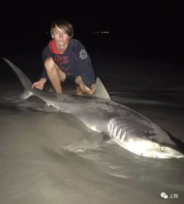 半年钓了64条鲨鱼,这个十五岁的瘦弱少年是如何做到的