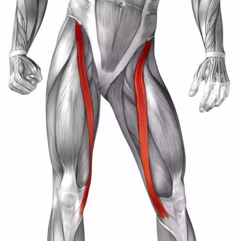 在大腿内侧下段垂直下行,通过股骨内侧髁,止于胫骨体内侧面,在股薄肌