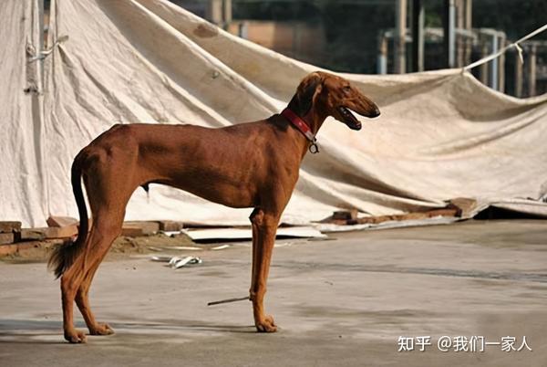 哮天犬——中国细犬,为何现在养的人越来越少?