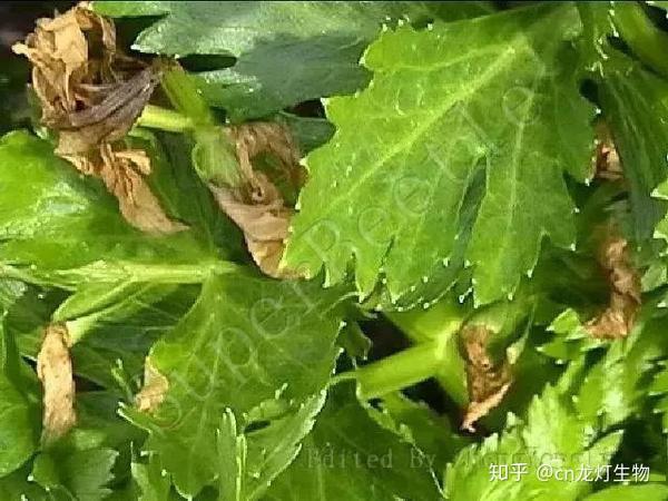 菊花秋海棠等细菌性叶斑病,十字花科细菌性黑斑病(大白菜,甘蓝,萝卜