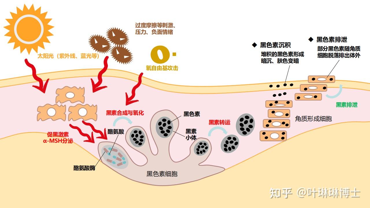 沉积:剩余的黑色素则随表皮细胞上行至角质层,在皮肤表层沉积和积累