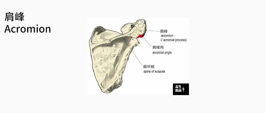 肩关节肌骨解剖学——第二讲 肩胛骨