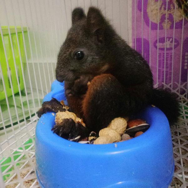 养松鼠 知乎