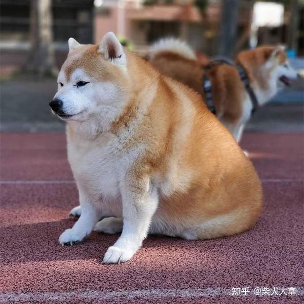 新手适合养什么颜色的柴犬?哪个颜色柴犬贵?哪个便宜?