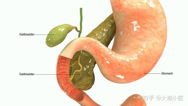 胆囊的形状很有趣,它像一个香梨的形状,躲藏在肝脏后 