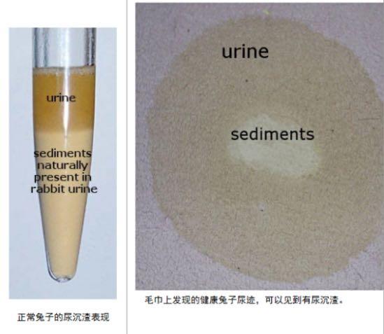 关于兔子尿钙你应该知道的小知识