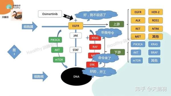 肺腾讲堂046 罕见基因变异靶向药总结(上)靶向治疗总结(八)egfr罕见