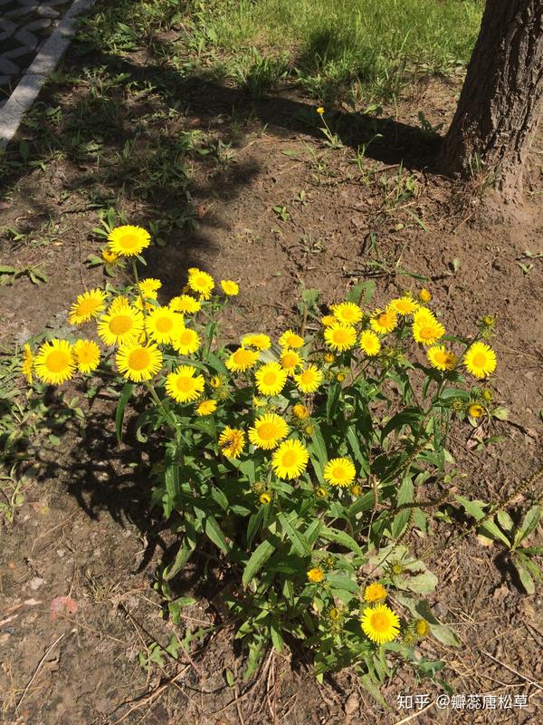 又一种开小黄花,金佛花,六月菊.