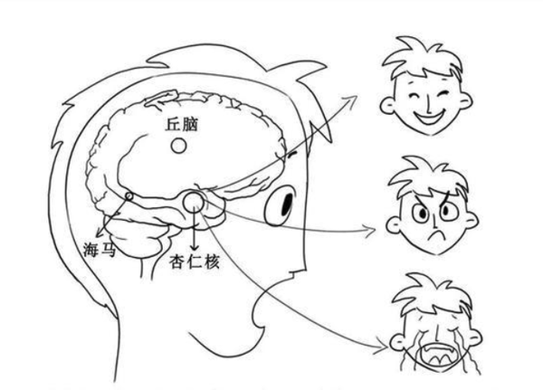 我们不同的大脑结构负责不同的情绪.