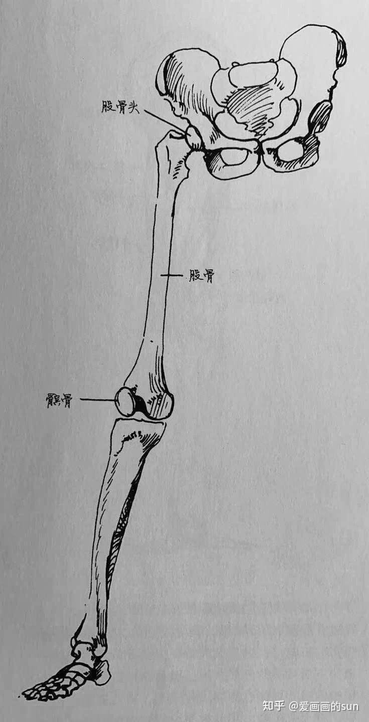 腿部结构详解速写