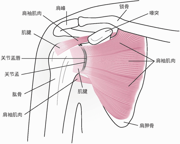 健康稳定的肩膀5种训练让你运动功能大大改善