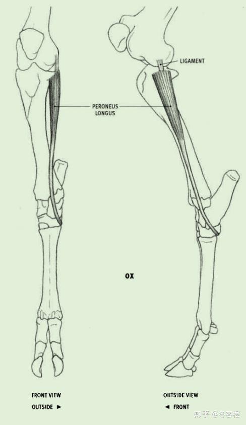 peroneus longus (fibularis longus)腓骨长肌 起点: 胫骨的上末端的