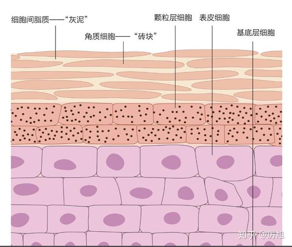 表皮层主要分为4-5层,从外到内依次是,角质层,颗粒层,棘层,基底层 在