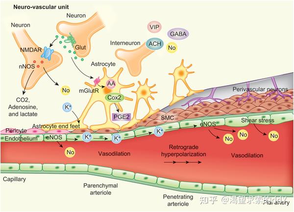 神经血管单元(nvu)的组成以及参与神经血管耦合(nvc)和功能性高血症