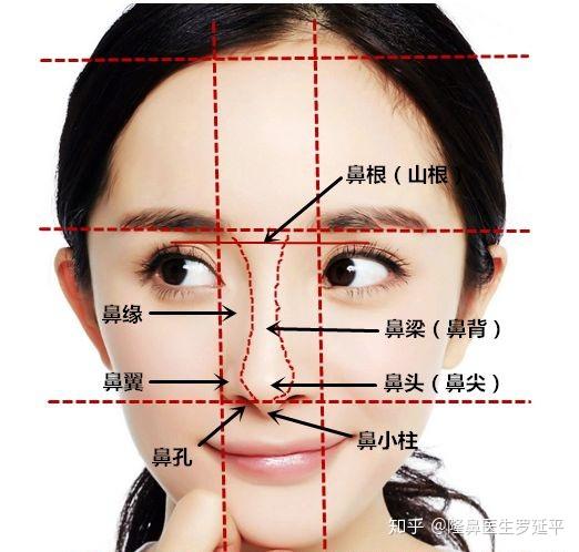 侧面看:标准的 鼻额角要在120~135°左右, 鼻子和上唇的角度应该在90