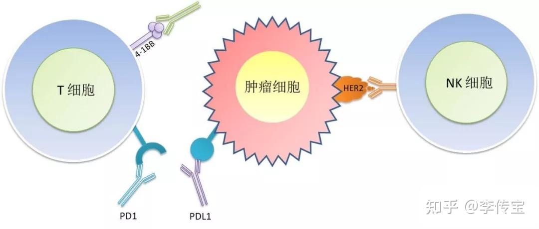 治疗的方法,如抗体药与化疗药共用,两种抗体药联合使用,不同作用机制