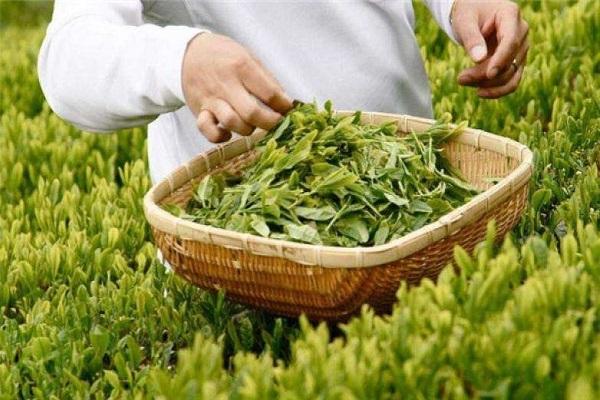 茶的品类不同,制作绿茶,红茶,岩茶,乌龙茶的茶叶是同一种吗?