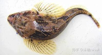 盘点中国六大最贵淡水鱼,你都认识吗?