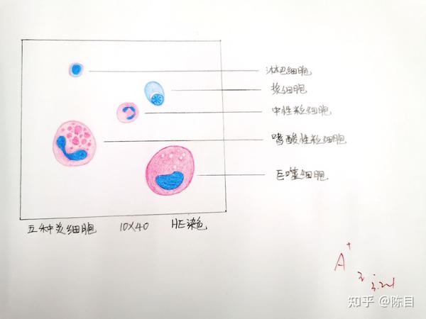 病理红蓝铅笔绘图