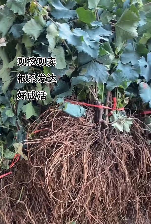 中国红玫瑰葡萄苗:辽宁绥中子江苗木基地精心培育品种(在无核品系中