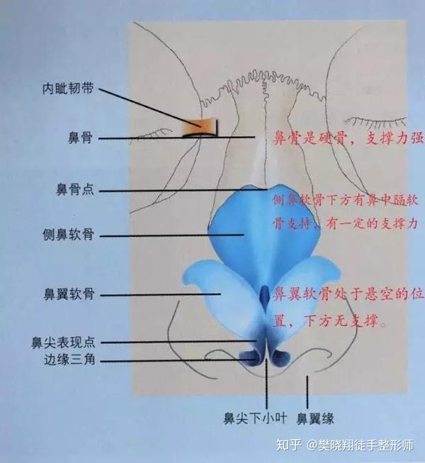 那么是什么原因导致鼻梁山跟低?首先来看张图片