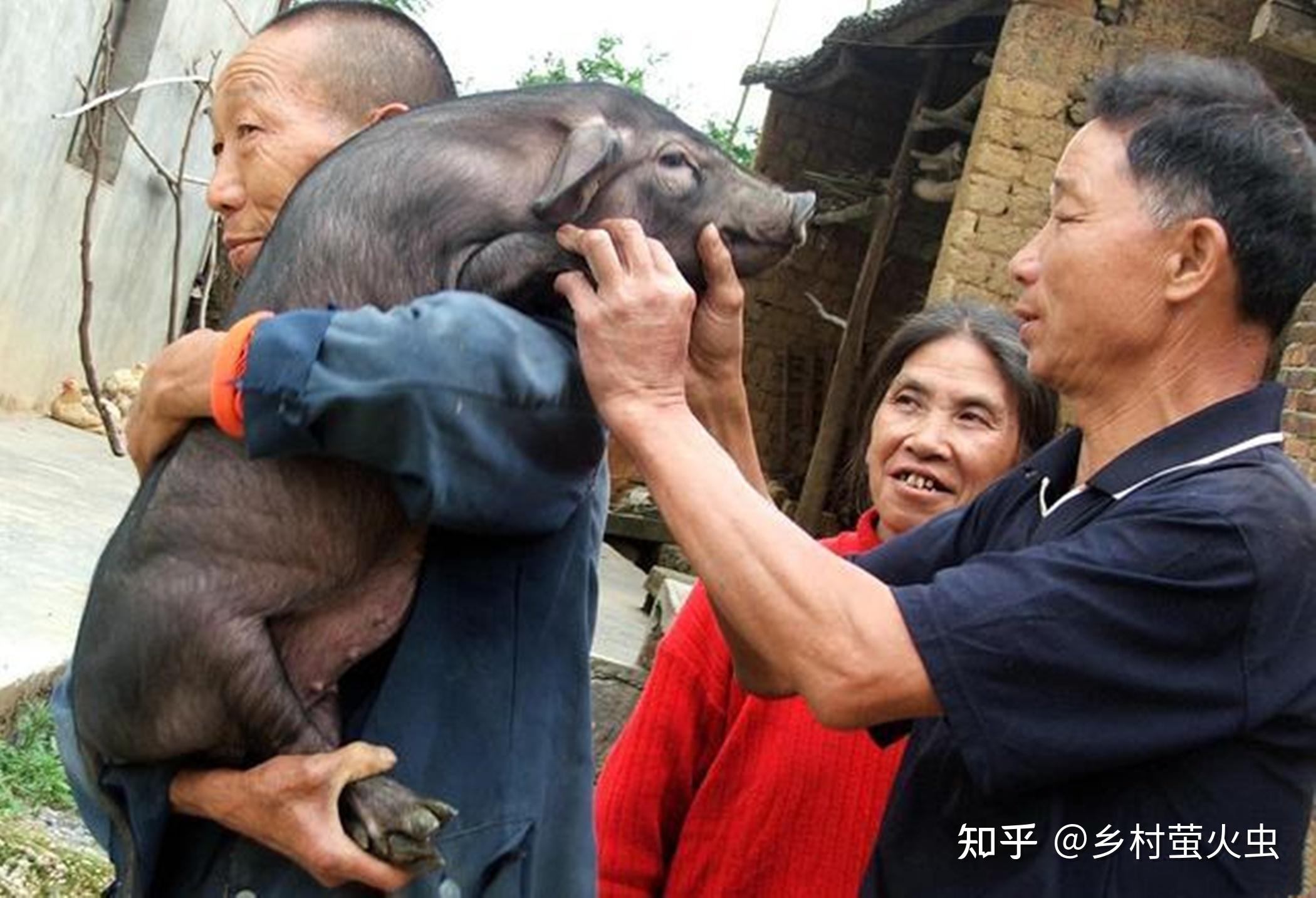 并且随着旅游业,餐饮业的全面恢复,猪肉需求明显增加,消费量上涨,生猪