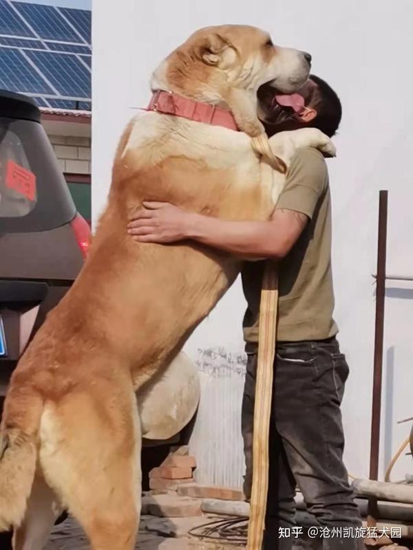 这是俄罗斯中亚牧羊犬,黄牛,体重180-200斤!