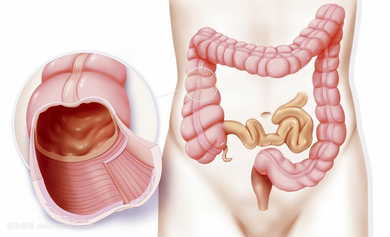 横结肠(肚脐附近),降结肠(肚子左边),乙状结肠(肚子左下),直肠(肚子