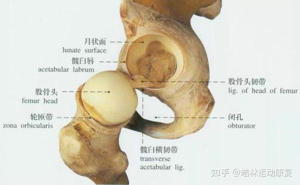 唇   这层位于髋臼内部的有弹性的软骨,也就是骨盆中的深圆形髋臼窝