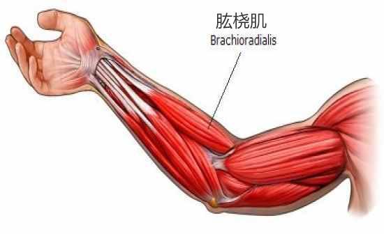 同时我们也不能忽视肱桡肌对引体向上的作用,这块肌肉需要变强,我们