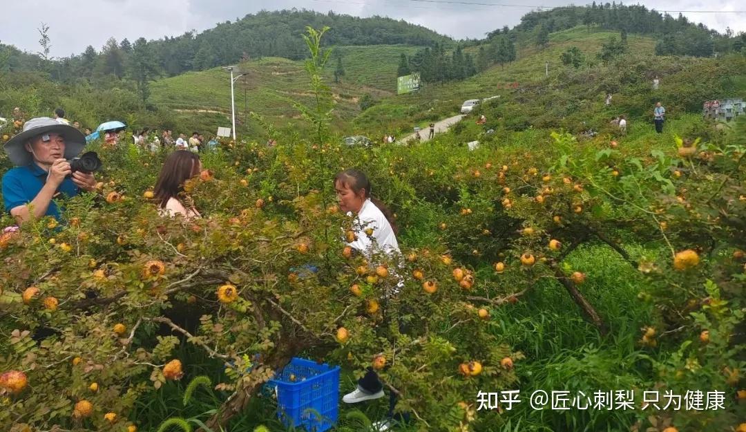 在茶香村,刺梨种植每亩平均种植110株,长势好的田块,亩产1776