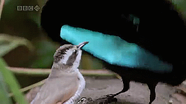 地球上最黑的鱼到底有多黑?