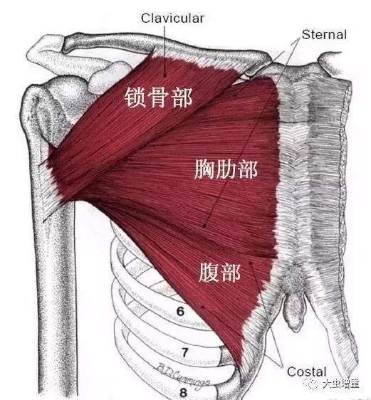 下部肌束(下胸腹部肋骨段), 内收, 内旋肱骨, 肱骨屈曲时后伸肱骨.