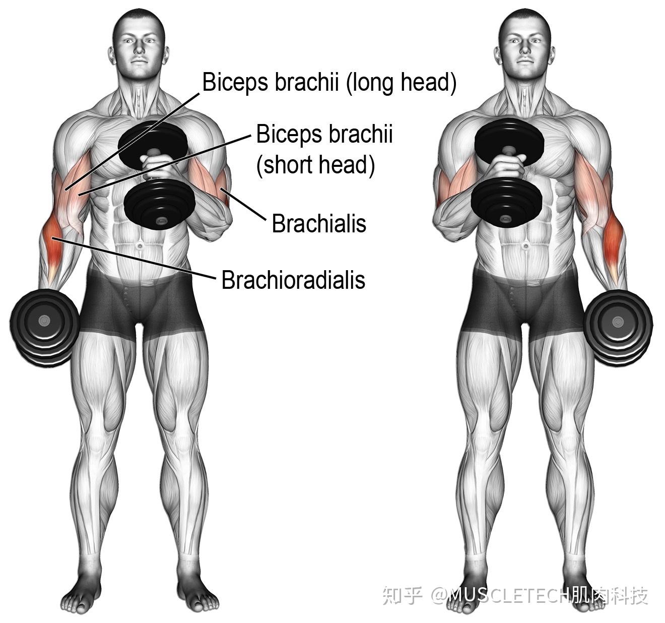 健身房器械使用指南之肱二头肌 知乎
