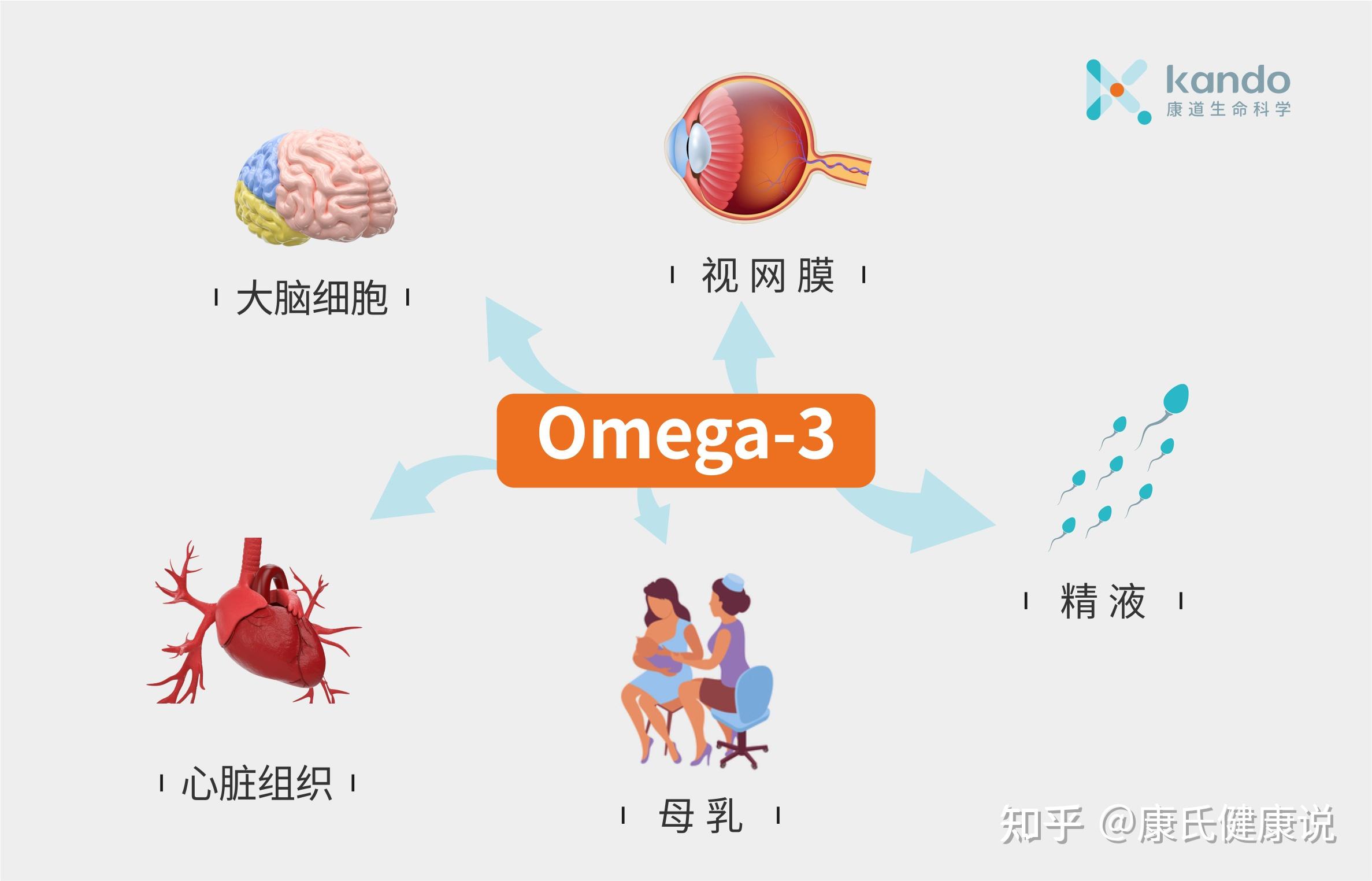 omega-3与omega-6比例失衡严重会促进炎症引发