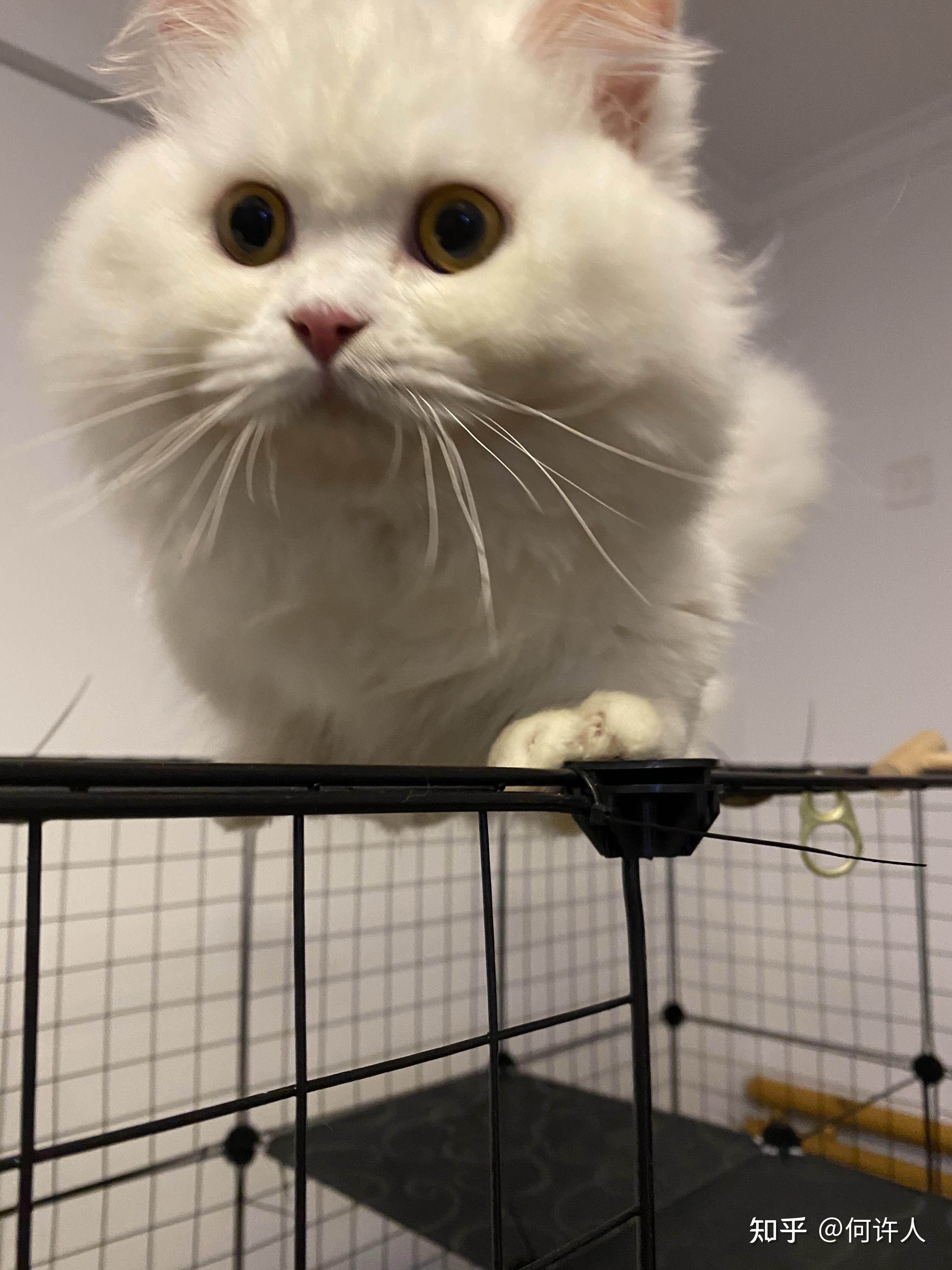 辽宁哪里有米努特猫舍