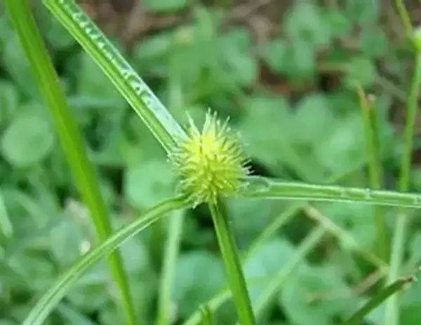 植物三棱