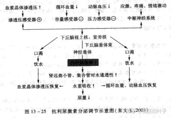 近端肾小管的氢钠交换活动增加 c. 集合管主细胞钠钾泵活动增加 d.